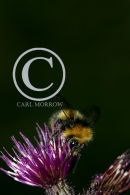 Cuckoo Bee