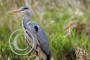 Grey Heron