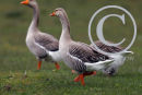 Greylag Geese