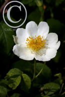 Field Rose