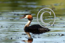 Great Crested Grebe