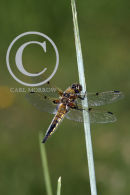 Four-spotted Chaser Dragonfly