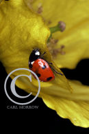 Seven Spot Ladybird