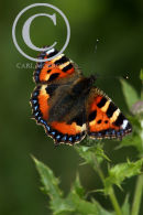 The Small Tortoiseshell Butterfly