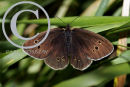 The Ringlet Butterfly