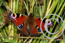 Peacock Butterfly