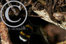 Bumblebee flying into it's nesting chamber.