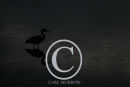 Grey Heron silhouette and reflection