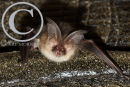 Long Eared Bat