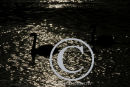 Mute Swan silhouettes.