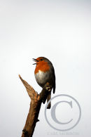 Robin in full song