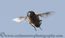 Drone Fly in Flight