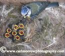 Male Blue Tit tending seven hungry chicks.
