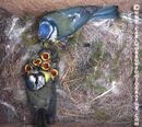Blue Tit Parents tending to their chicks.
