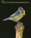 Blue Tit