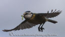 Blue Tit in mid flight.