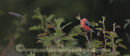 Male Bullfinch feeding on a hedgerow leaf buds.
