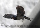 BArn Swallow in mid flight