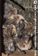 A roost of juvenile Brown Long Eared Bats