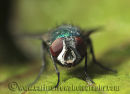 Compound Eyes of the Greenbottle Fly