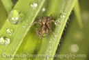 Small Wolf Spider ( Lycosa pullata)  Autumn 2011