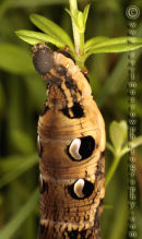 Caterpillar of the Elephant Hawk Moth (Deilephila elpenor)  Autumn 2011