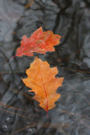 Autumnal red oak Leaves on water.