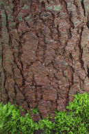 Cracked Bark on a tree trunk and encroaching moss.)