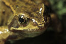 European Frog