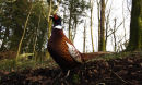 Ring Necked Pheasant