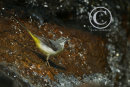 Grey Wagtail