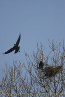 Rooks building their nest.