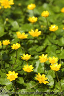 Lesser Celandine in bloom.