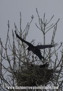 Rooks building their nest.
