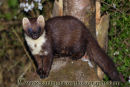 Pine Marten