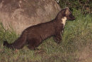 Pine Marten