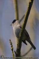 Blackcap. (male)