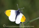 Orange Tip Butterfly
