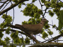 Collared Dove