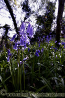 Bluebells.