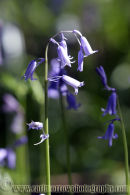 Bluebells.