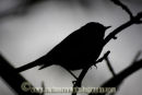 Willow Warbler silhouette