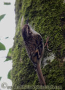 Treecreeper