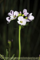 Cuckoo Flower