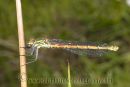 Large Red Damselfly