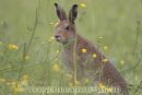 Irish Hare.