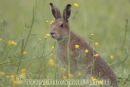 Irish Hare