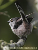 Long Tailed Tit