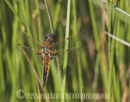 Four Spotted Chaser Dragonfly.