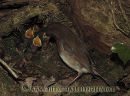 Robin feeding her young chicks.